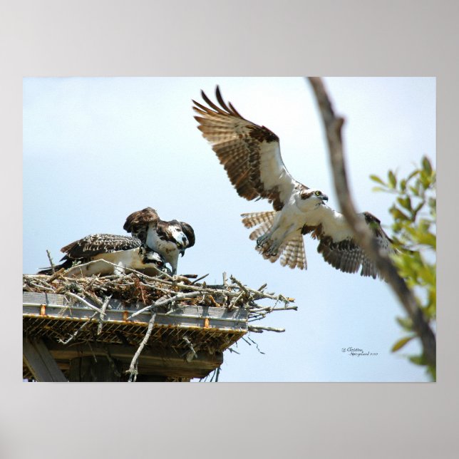 Osprey Family Poster (Framsidan)