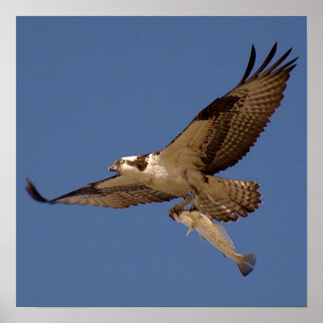 Osprey Fisher Poster (Framsidan)