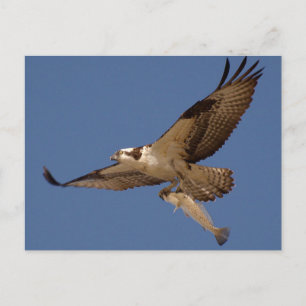 Osprey Fisher Vykort