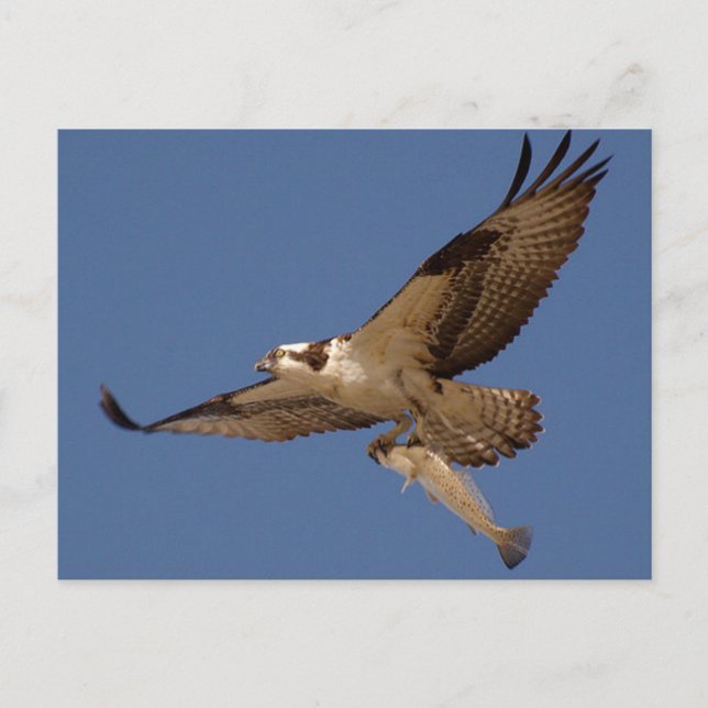 Osprey Fisher Vykort (Framsida)