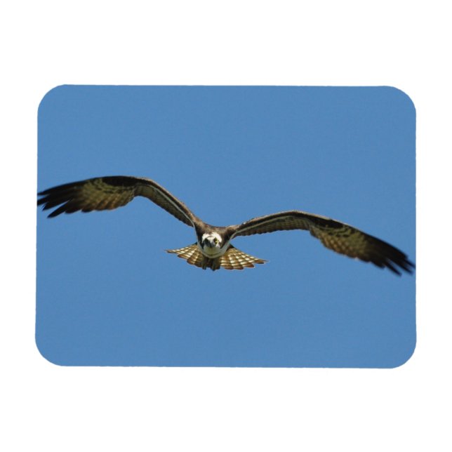 Osprey Flies! Magnet (Horisontell)