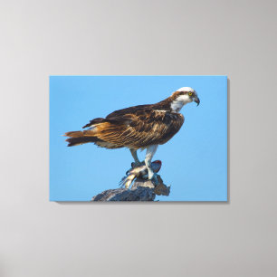 Osprey Florida Canvastryck