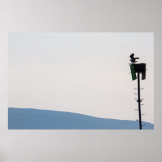 Osprey, Front of Mount Desert Island, Maine Poster