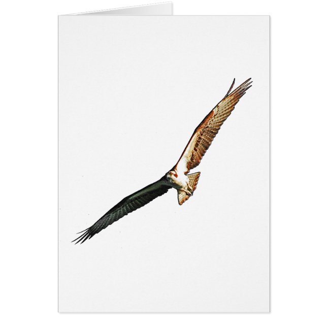 Osprey Hälsningskort (Framsidan)