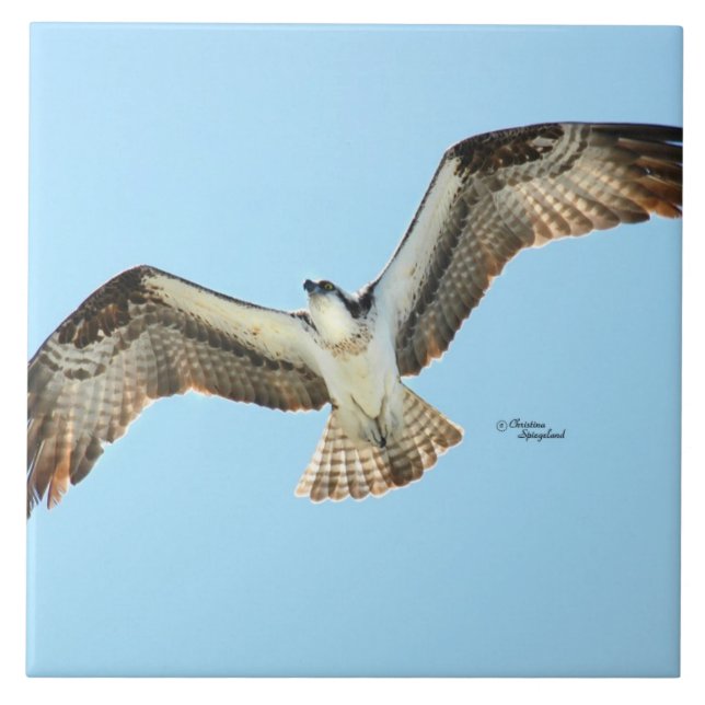 Osprey Hawk fly Tile Kakelplatta (Framsidan)