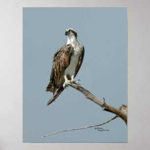 Osprey Hawk i träd Poster