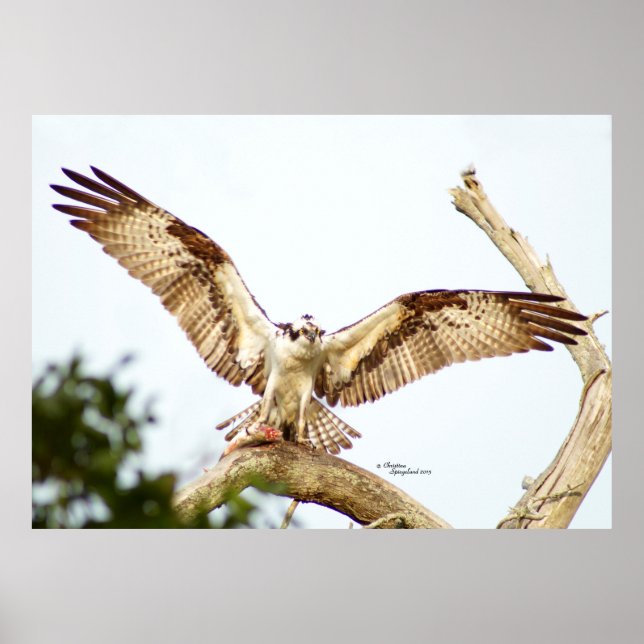 Osprey Hawk Open vingar Poster (Framsidan)