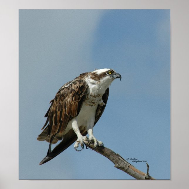 Osprey Hawk Poster (Framsidan)