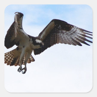 Osprey hök attackerar en ytlig fisk. fyrkantigt klistermärke
