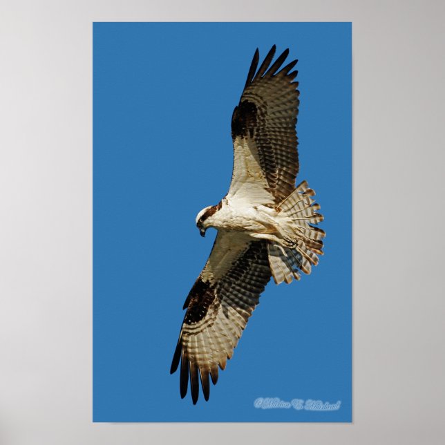 Osprey Hovering Poster (Framsidan)