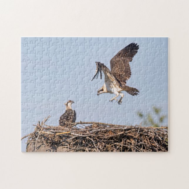 Osprey i boet pussel (Horisontell)