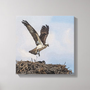 Osprey i ett bo canvastryck