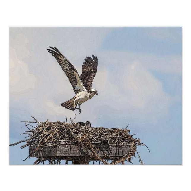 Osprey i ett bo fototryck (Framsidan)