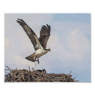Osprey i ett bo fototryck