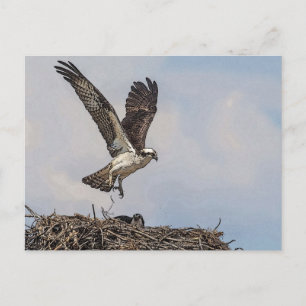 Osprey i ett bo vykort