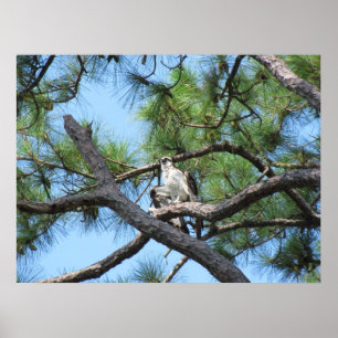 Osprey i Gräs Träd Poster