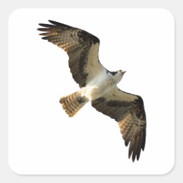 Osprey i Logotypen Flight Fyrkantigt Klistermärke