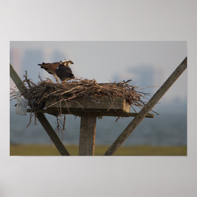Osprey i Nest Photo Poster (Framsidan)