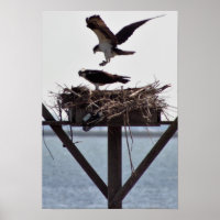 Osprey i Nest