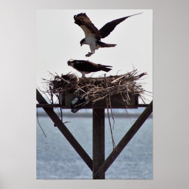 Osprey i Nest Poster (Framsidan)