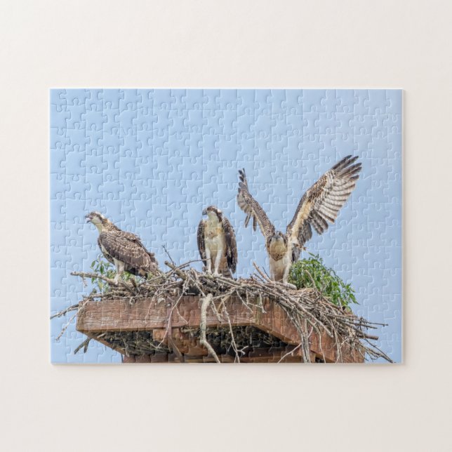 Osprey i redet (tre amigos) pussel (Horisontell)