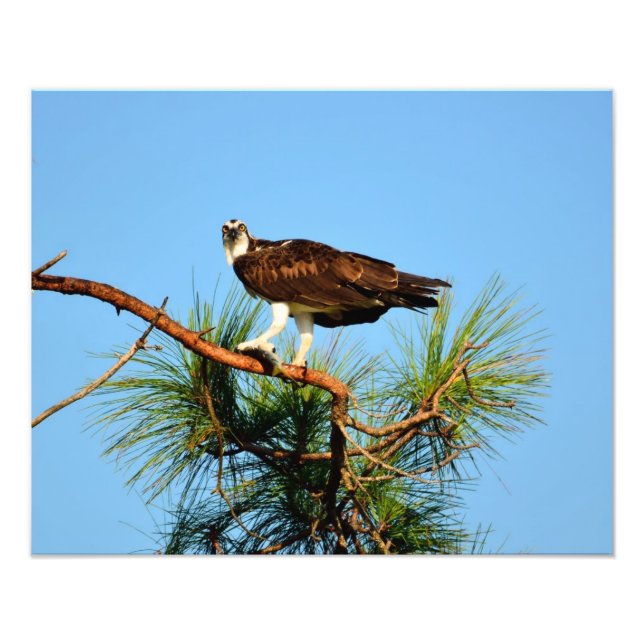 Osprey i vilden fototryck (Framsidan)