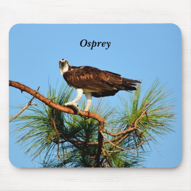 Osprey i vilden musmatta (Framsidan)