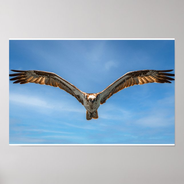 Osprey in Flight Wall Art | Bird of Prey Poster (Framsidan)