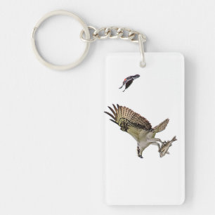 Osprey jagas av en rödvingad svart fågel