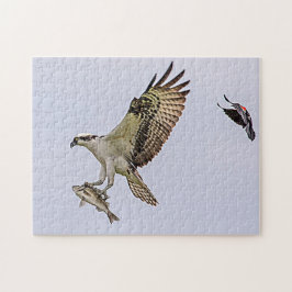 Osprey jagas av en rödvingad svart fågel pussel