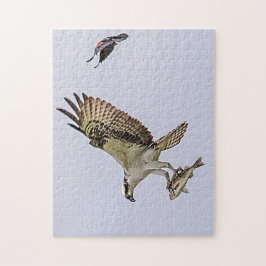Osprey jagas av en rödvingad svart fågel pussel