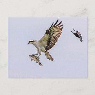 Osprey jagas av en rödvingad svart fågel vykort