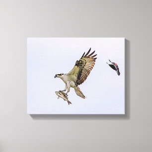 Osprey jagas av en rödvingad svartfågel canvastryck