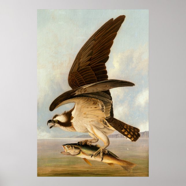 Osprey - John James Audubon Fine Art Poster (Framsidan)