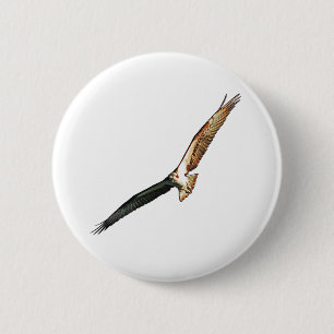 Osprey Knapp