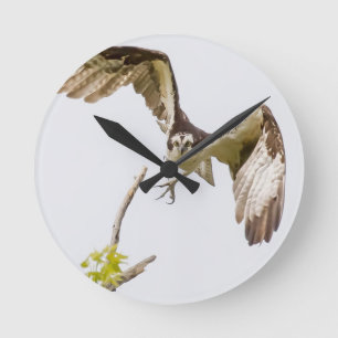 Osprey kommer på dig rund klocka