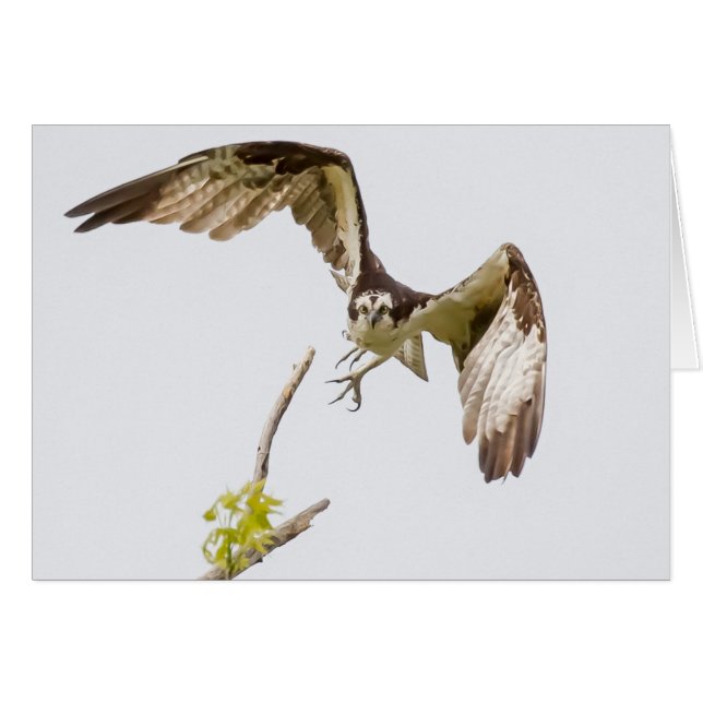 Osprey kommer till dig hälsningskort (Framsidan Horizontal)