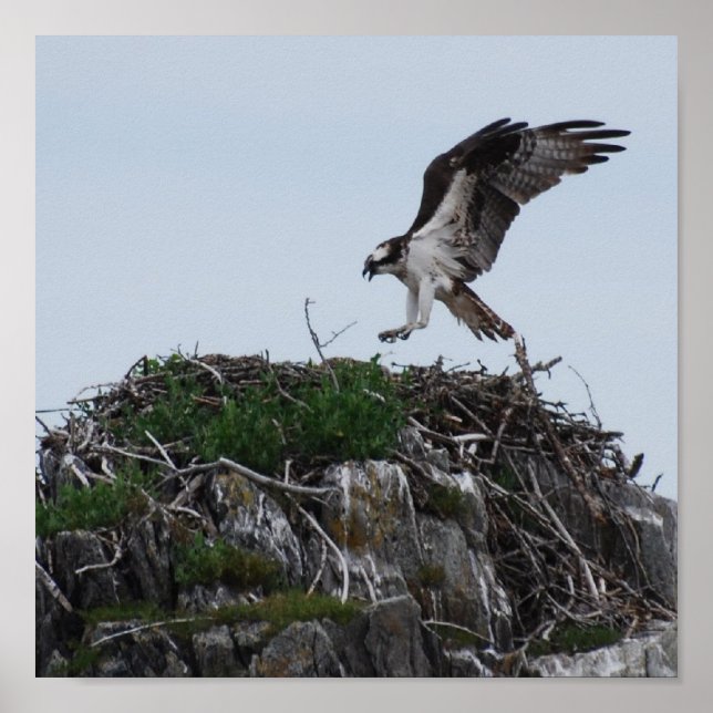 Osprey Landing Poster (Framsidan)
