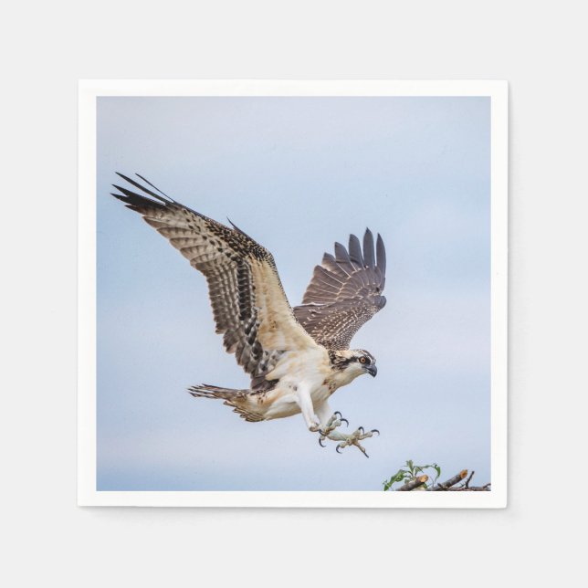 Osprey-landning i boet pappersservett (Framsidan)