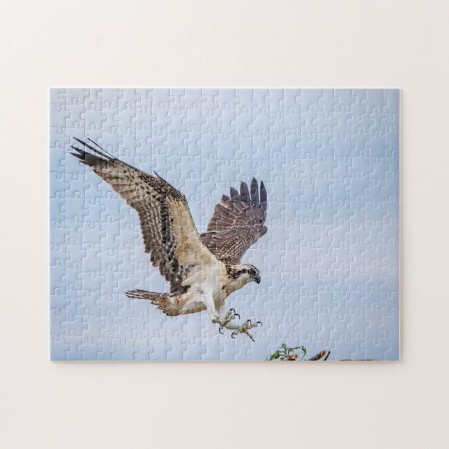 Osprey-landning i boet pussel (Horisontell)