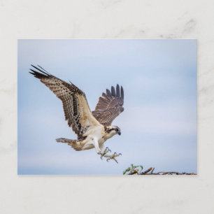 Osprey-landning i boet vykort