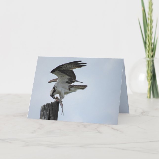 Osprey Lunch - Raptor Bird - Folded Card Helgkort (Framsida)