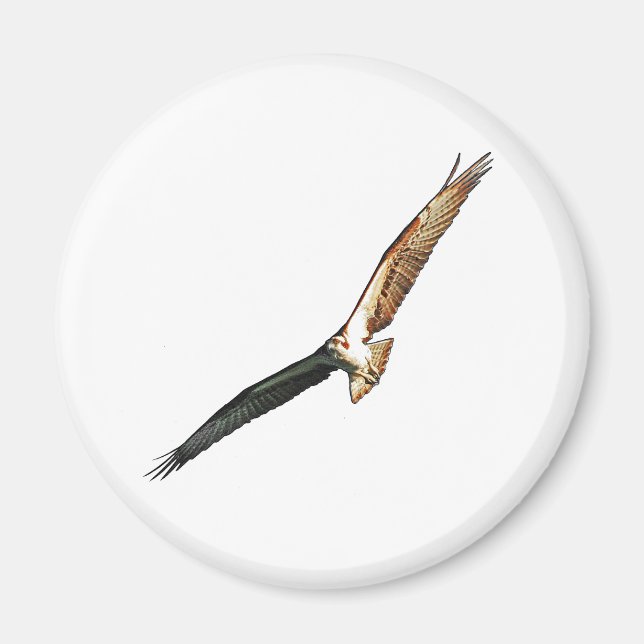 Osprey Magnet (Framsidan)