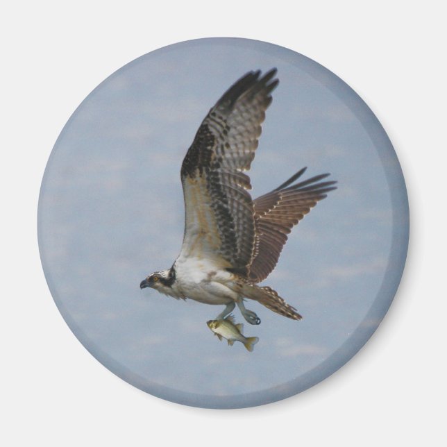 Osprey Magnet (Framsidan)