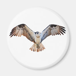 Osprey Magnet
