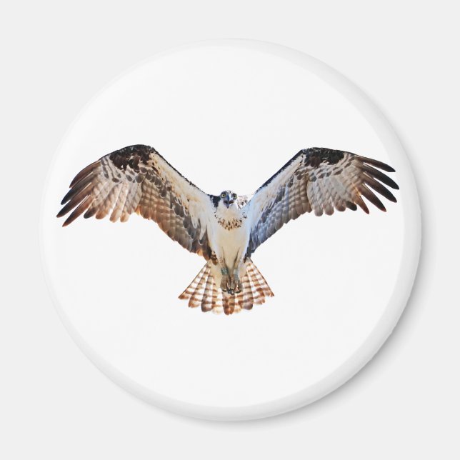 Osprey Magnet (Framsidan)