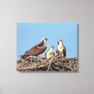 Osprey mamma med sina barn canvastryck