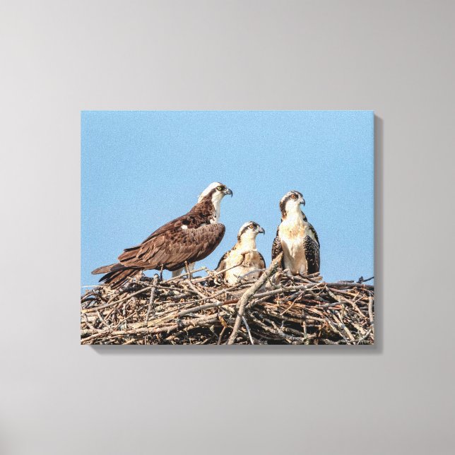 Osprey mamma med sina barn canvastryck (Framsida)