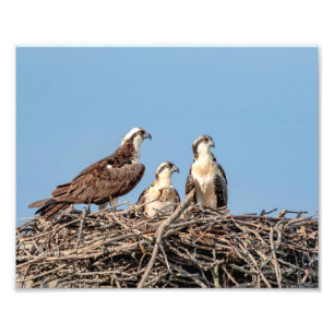 Osprey mamma med sina barn fototryck