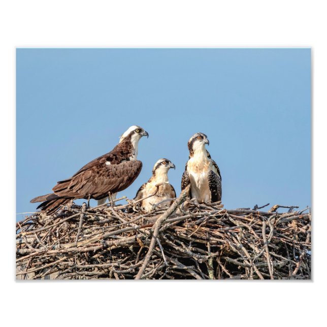 Osprey mamma med sina barn fototryck (Framsidan)